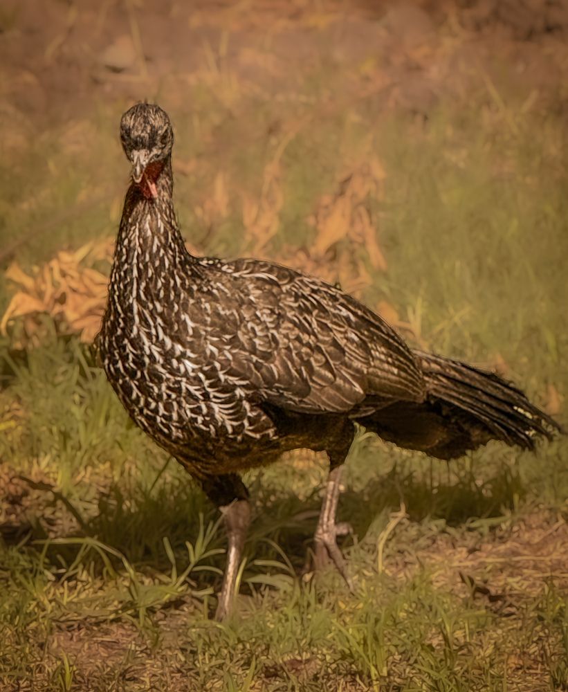 Photograph by Maria julieta ZURZOLO