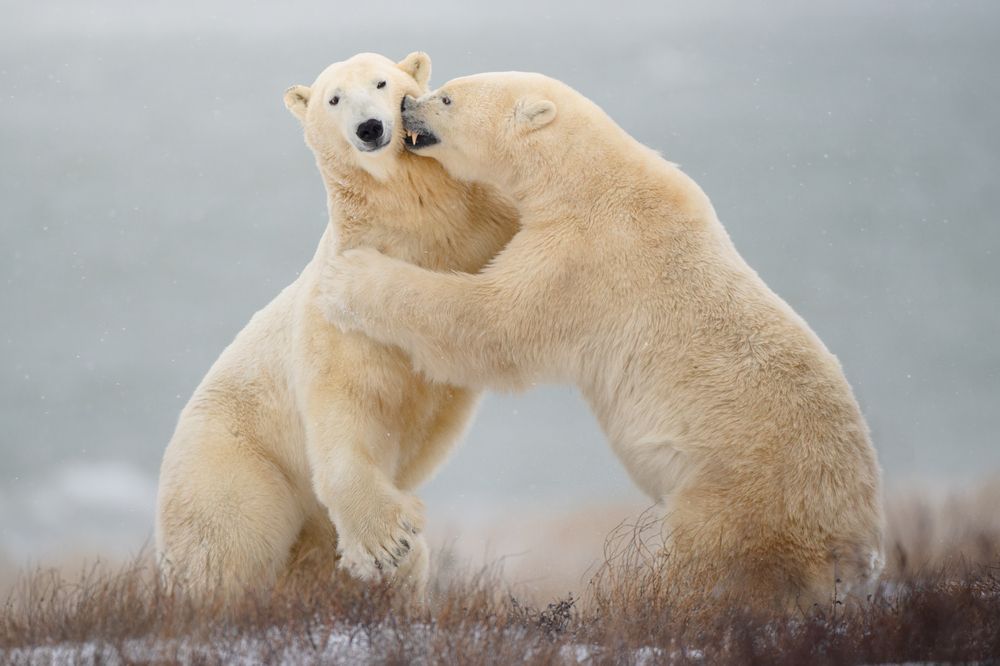 Sparring polar bears