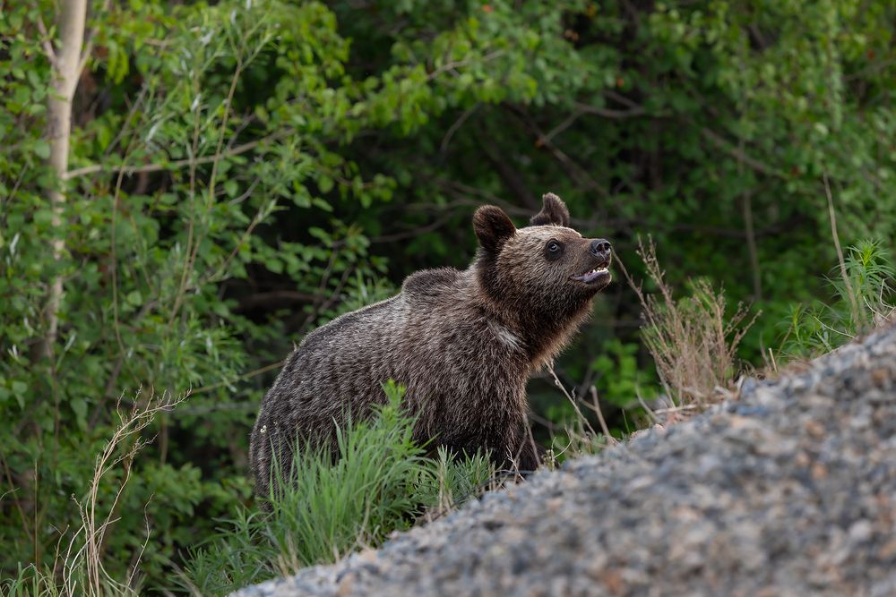 Photograph by Зарышнюк Роман