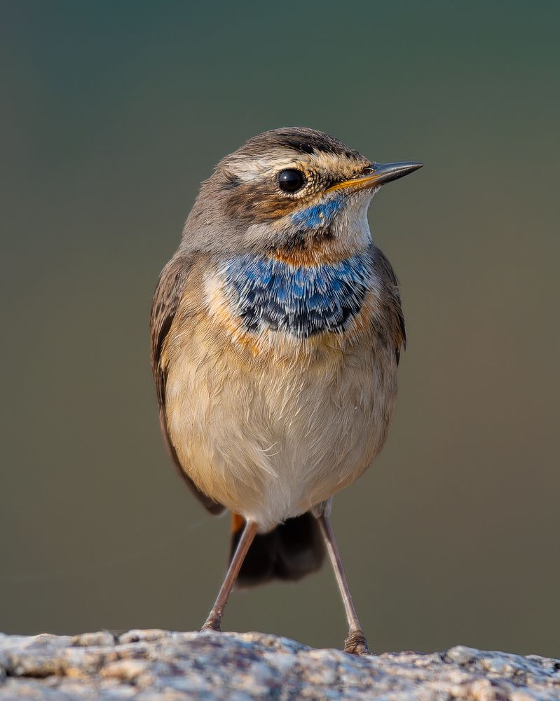 Photograph by Diptee