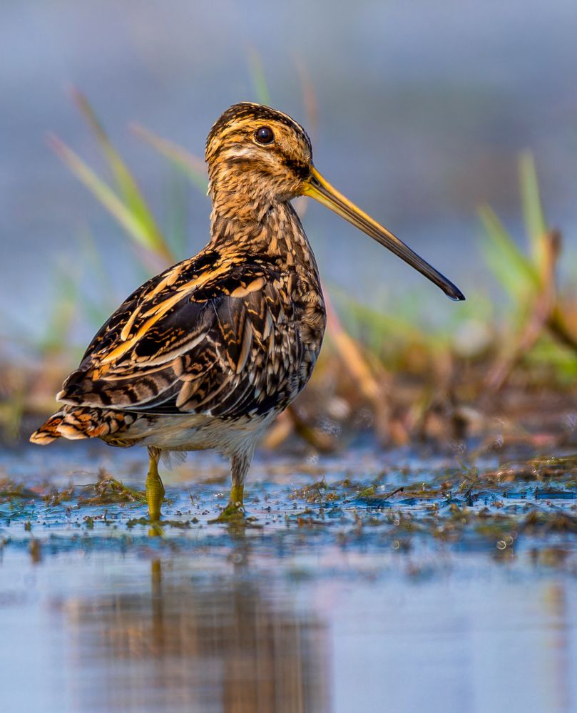 Photograph by Diptee