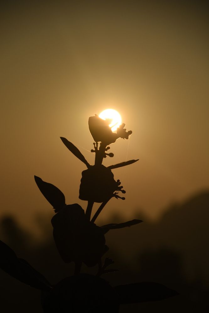 Magical Flower