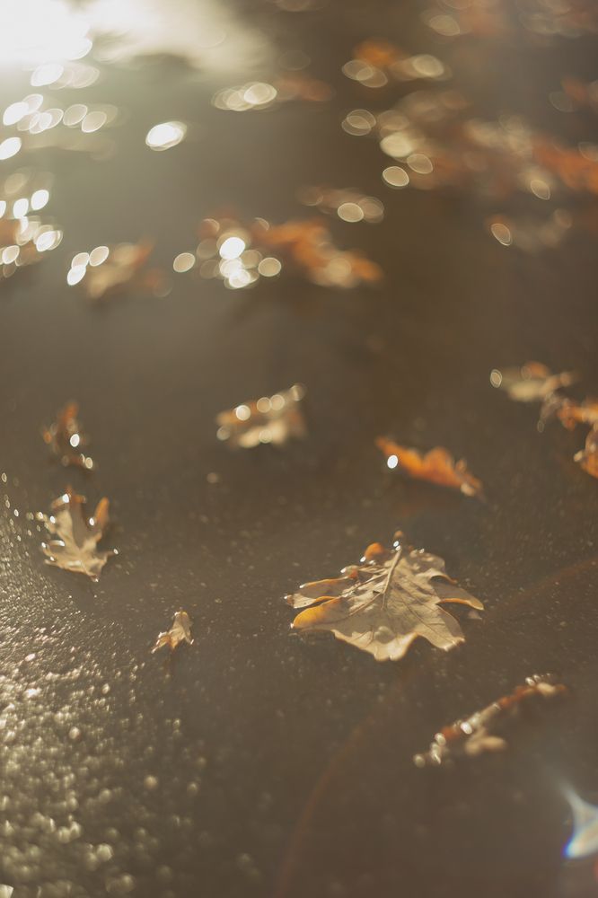 Фотография автора Мария Щеголькова