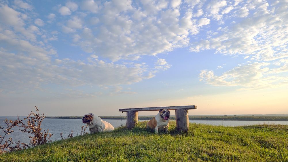 Фотография автора Вячеслав Аркадьевич Митрофанов