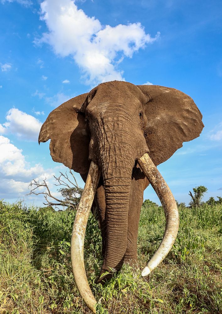 Tusk, tusk...I'm standing tall!