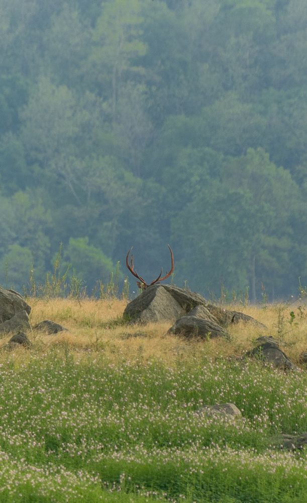 Photograph by Amol Manohar