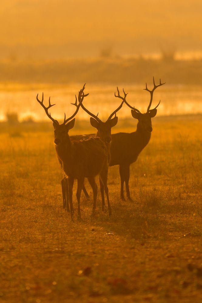 Photograph by Amol Manohar