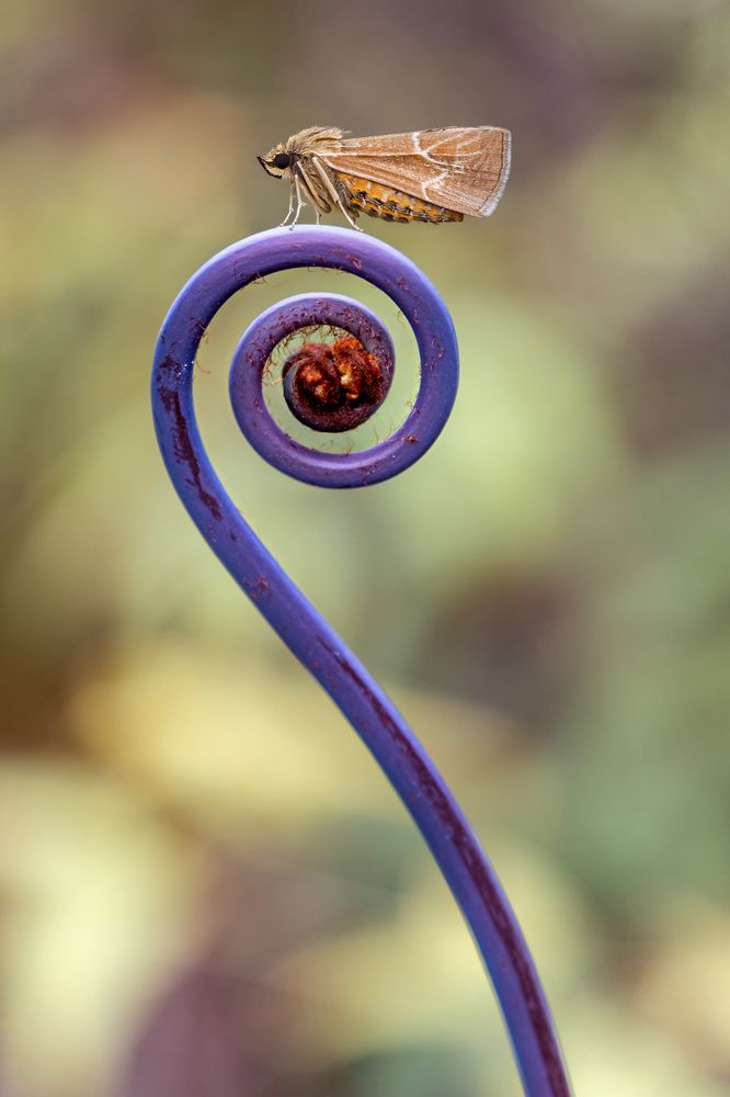 Moth on unfolding young fern leaf