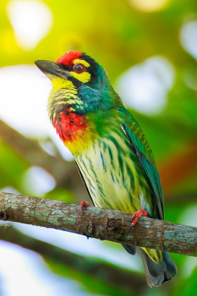 Coppersmith Barbet