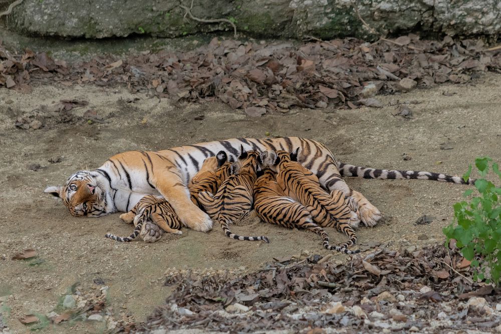 Photograph by Amol Manohar