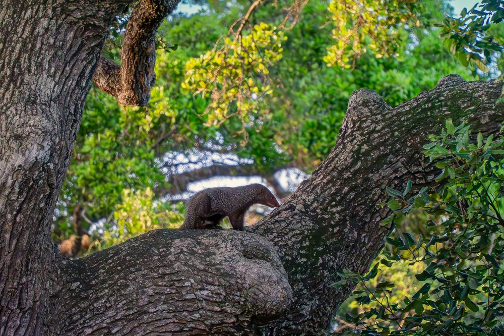 Бурый мангуст (Herpestes fuscus)