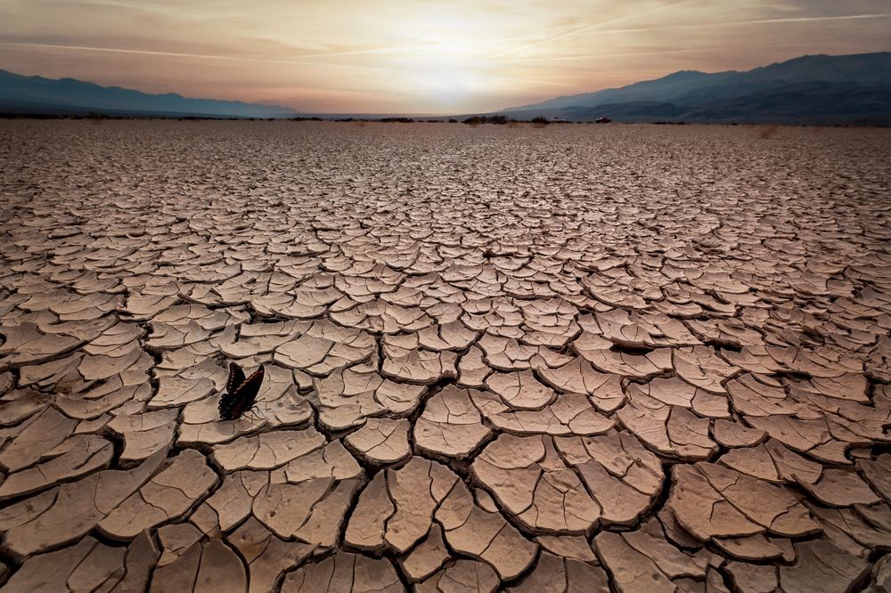 Butterfly Amidst Cracked Earth