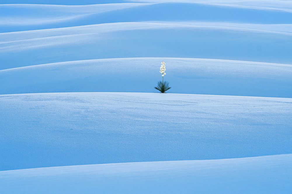 Yucca on white sand dunes