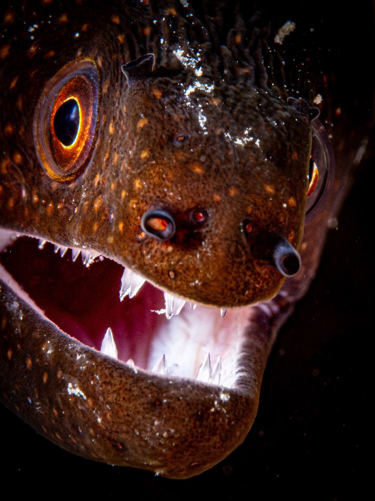 Photograph by Alexander Plakida