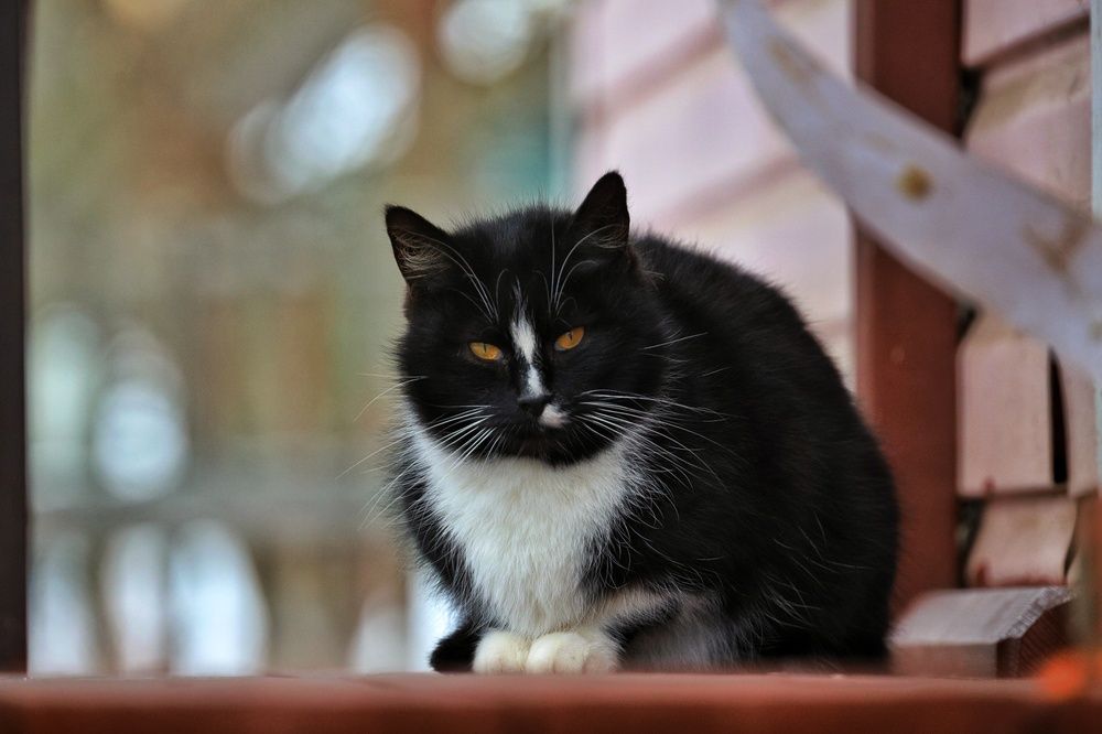 Фотография автора Роман Савин