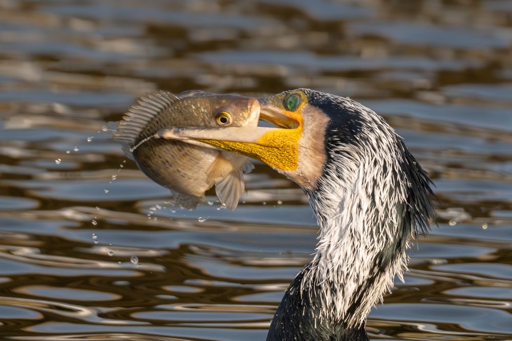 Photograph by Guy Wilson