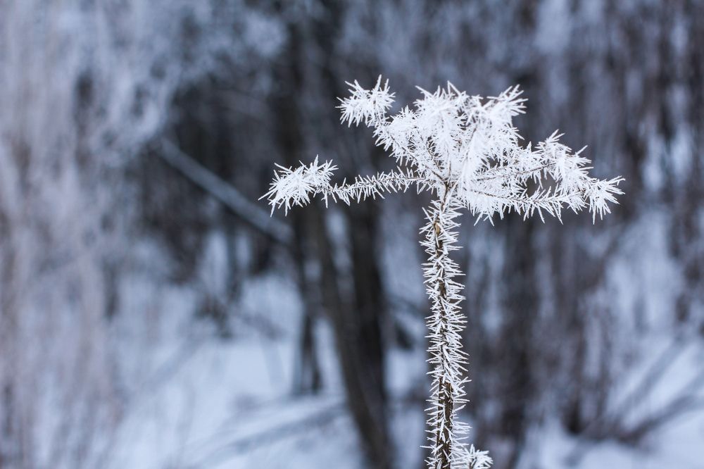 Photograph by Елена Карпухно