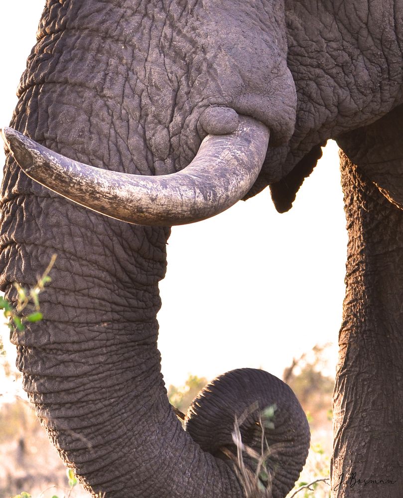 Фотография автора Julene Bosman