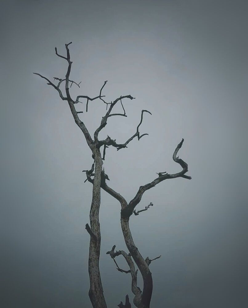 Skeletal Tree conceptual.
