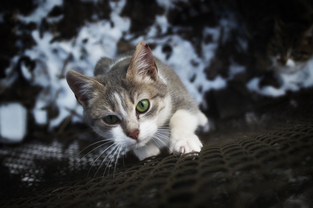 Фотография автора Юлия Кранина