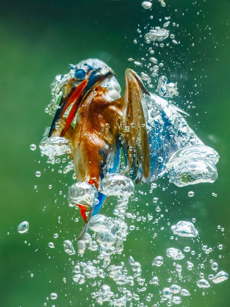 Kingfisher Underwater