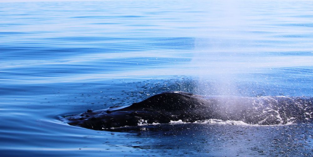 Фотография автора Анна Данилова