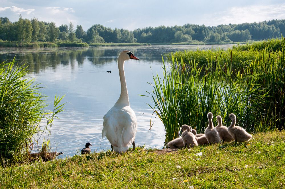 Лебеди и водяные курочки