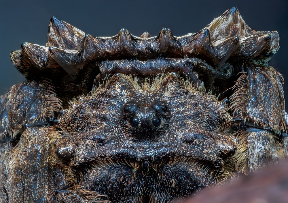 Darwin's bark spider