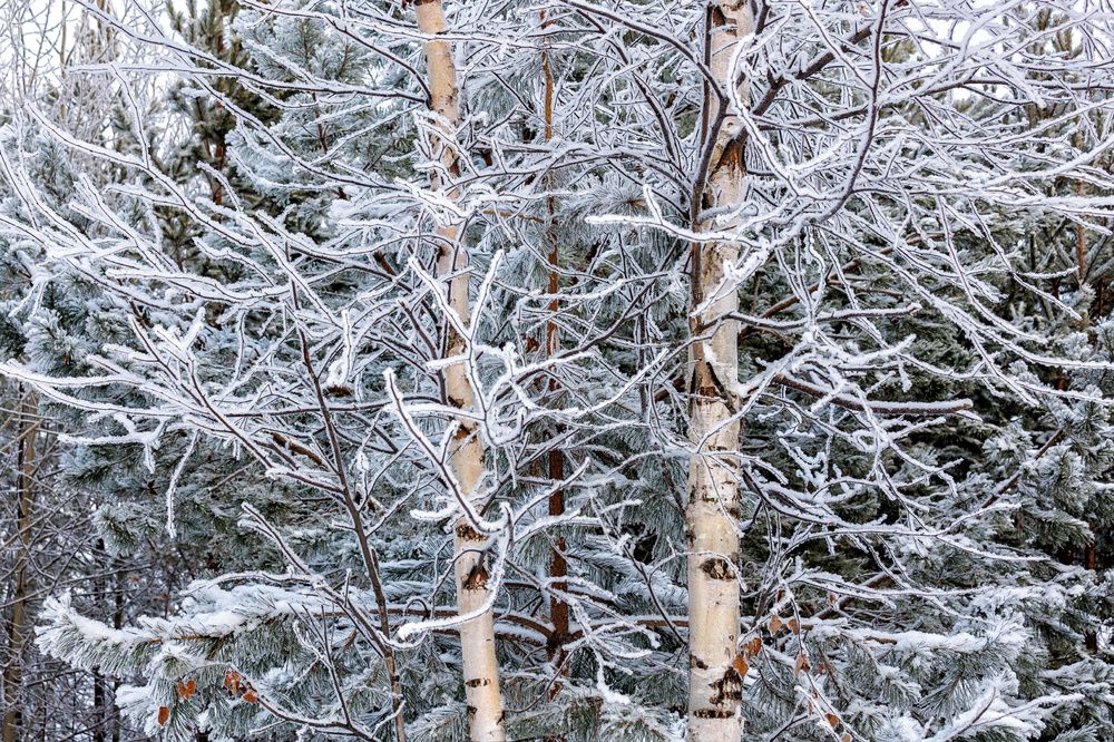 Фотография автора Леонид Никитин