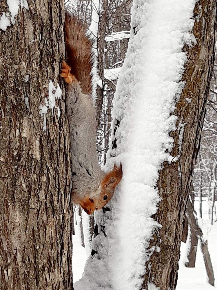 Мобильная фотография.