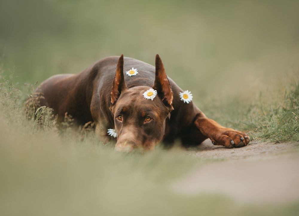 Photograph by Мария Клещенко