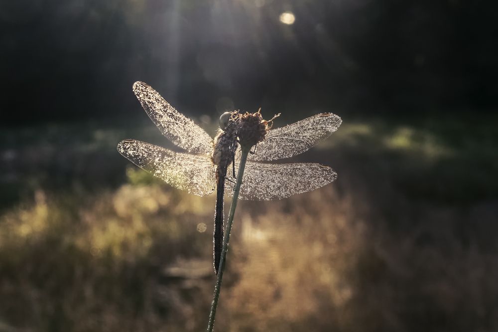 Photograph by Natalia Bolotenkova