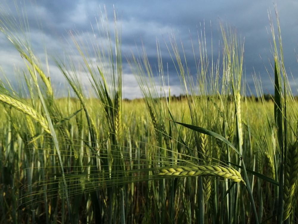 Пшеничное поле. Перед грозой.