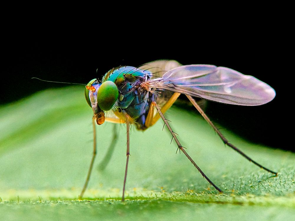 Long-legged Fly