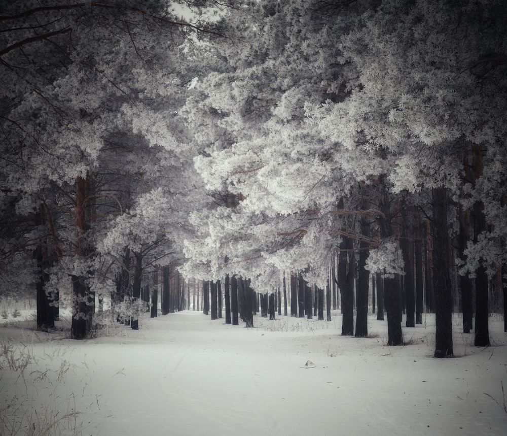 Photograph by Кира Бахвалова