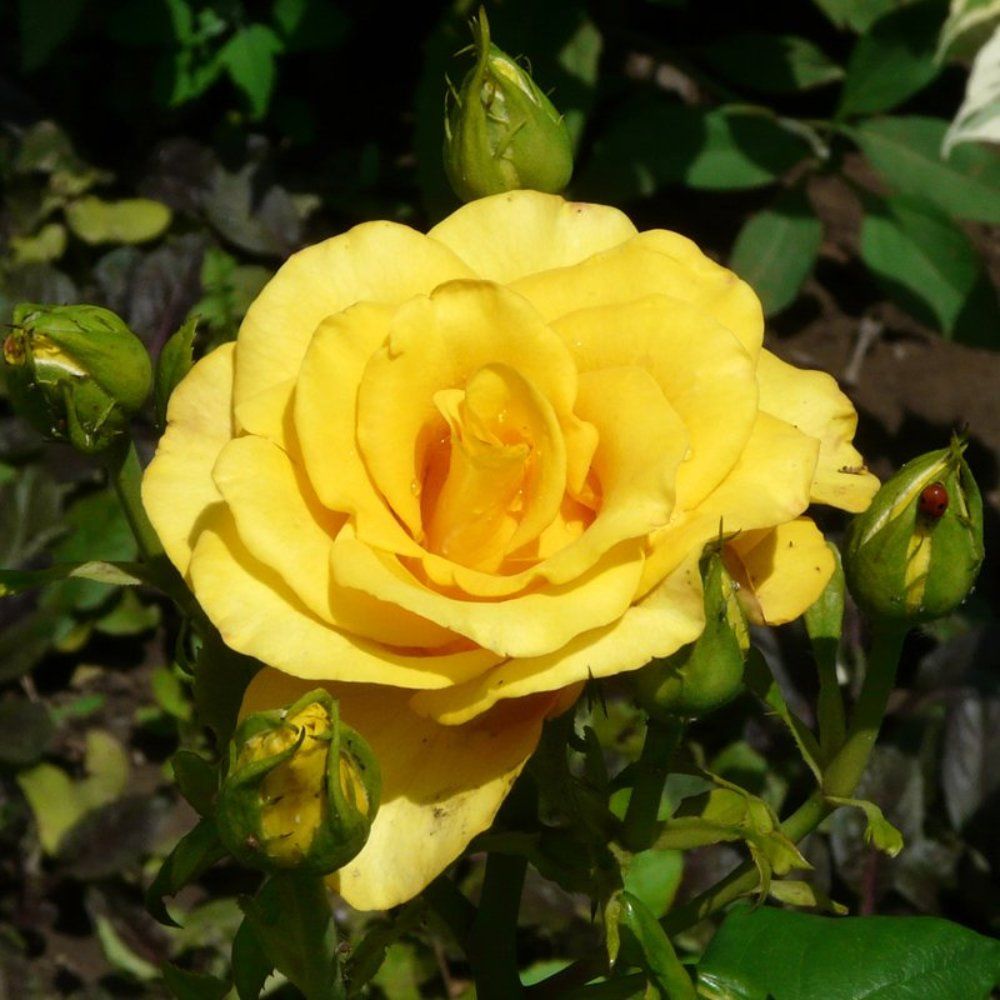 Простая жёлтая роза