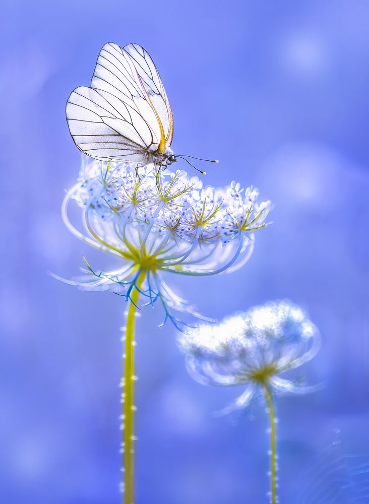 Свет и Воздух