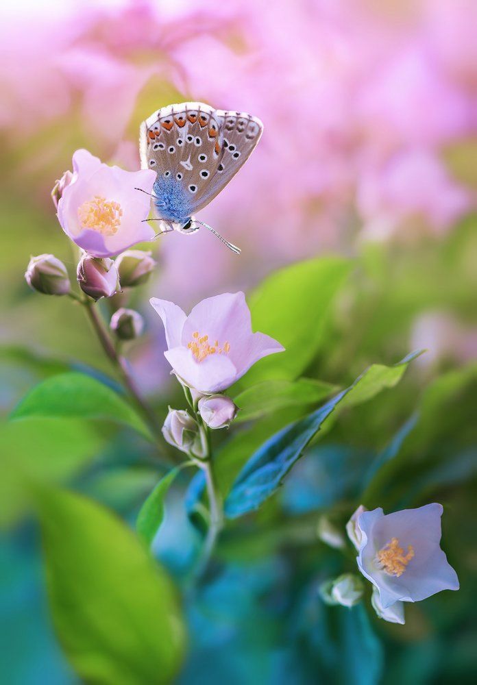 Сеньорита Грация