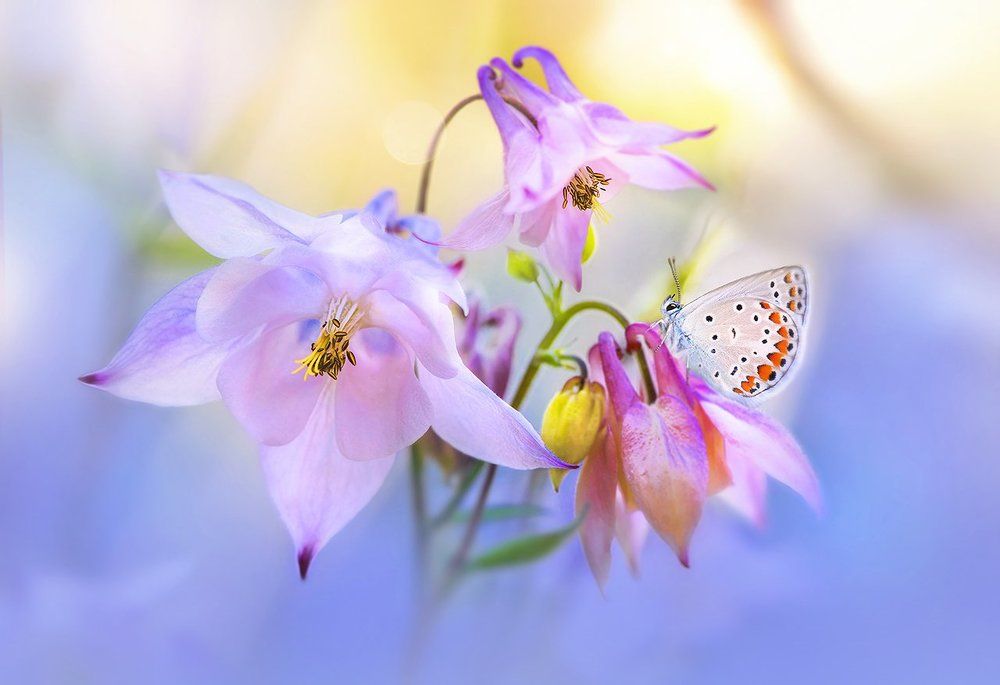 День в цвете