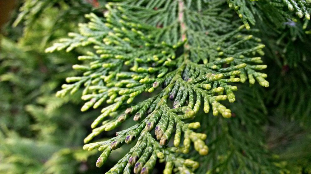 Зеленая зелень