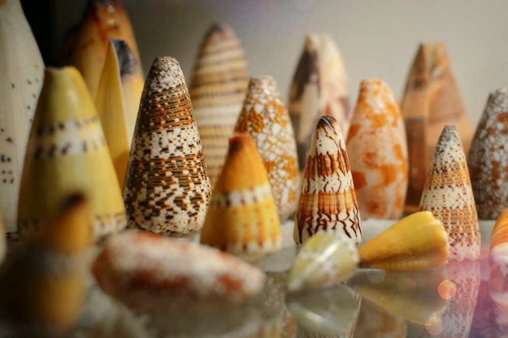 Конусы - коварные красавцы.