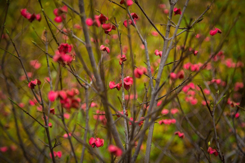 Photograph by Игорь Паутов