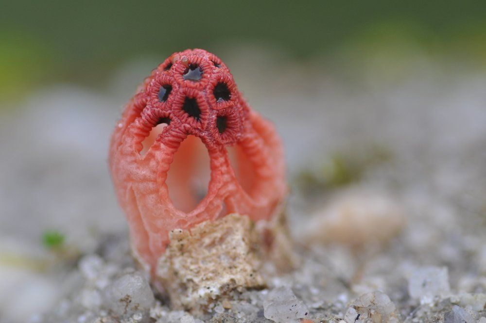 Photograph by ANABELA HENRIQUES