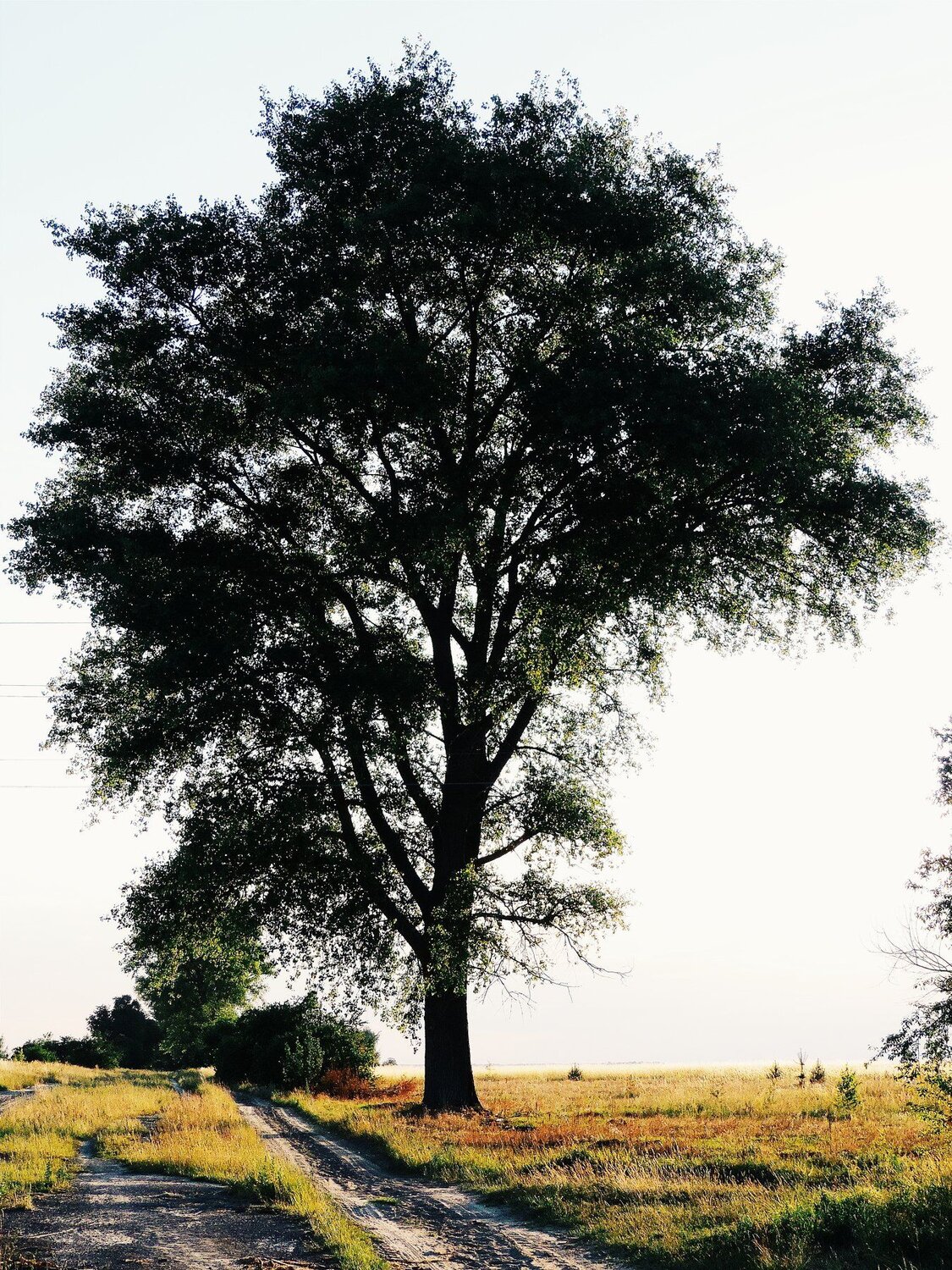 Photo #1185906