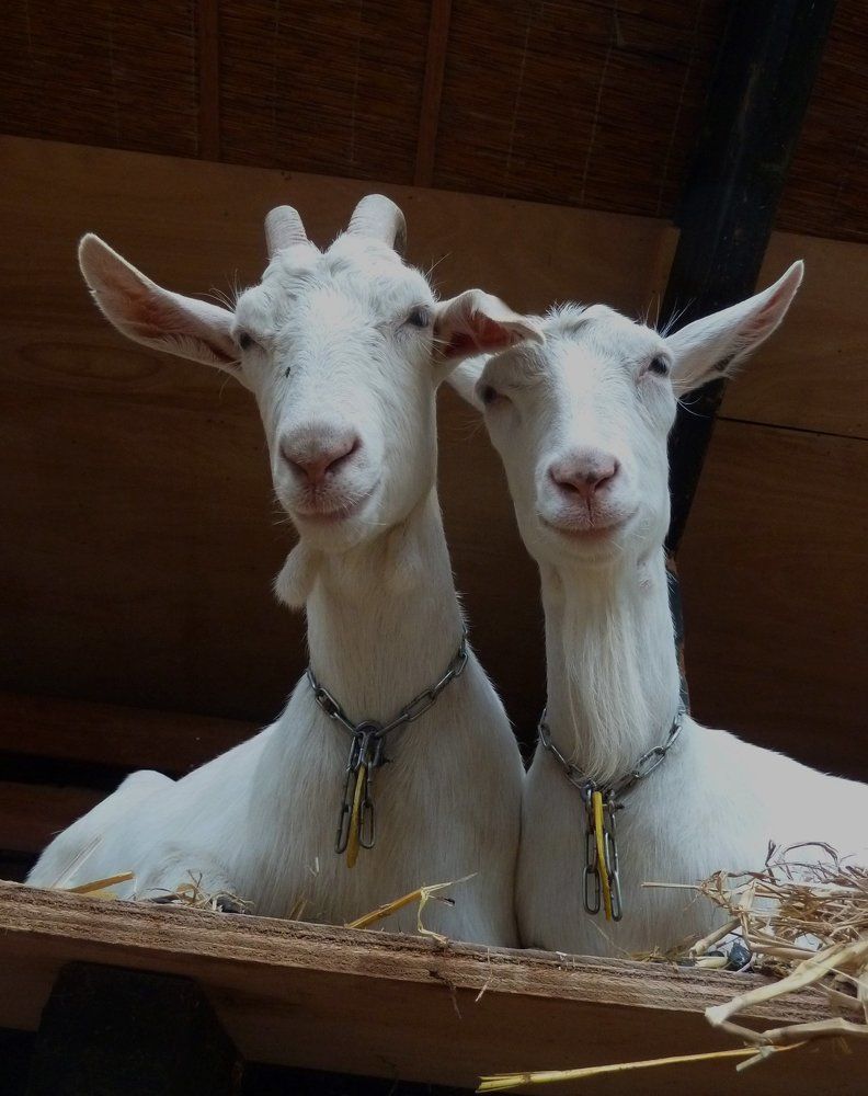 Мы с Тамарой ходим парой....