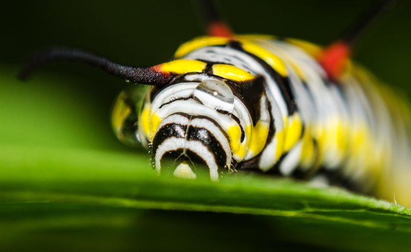 Viktor Rybak, Ukraine