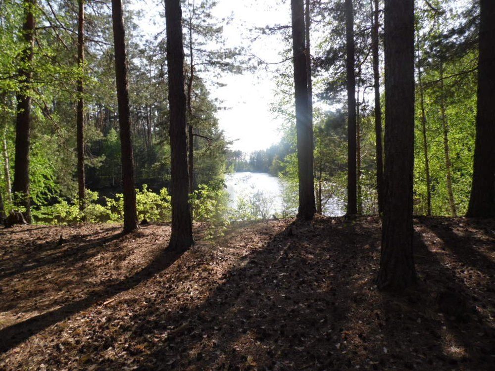 сосновый лес