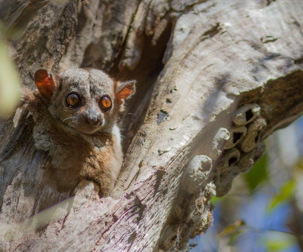 Ну кто там шатается по лесу среди бела дня?