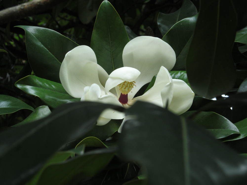 Вечерняя магнолия