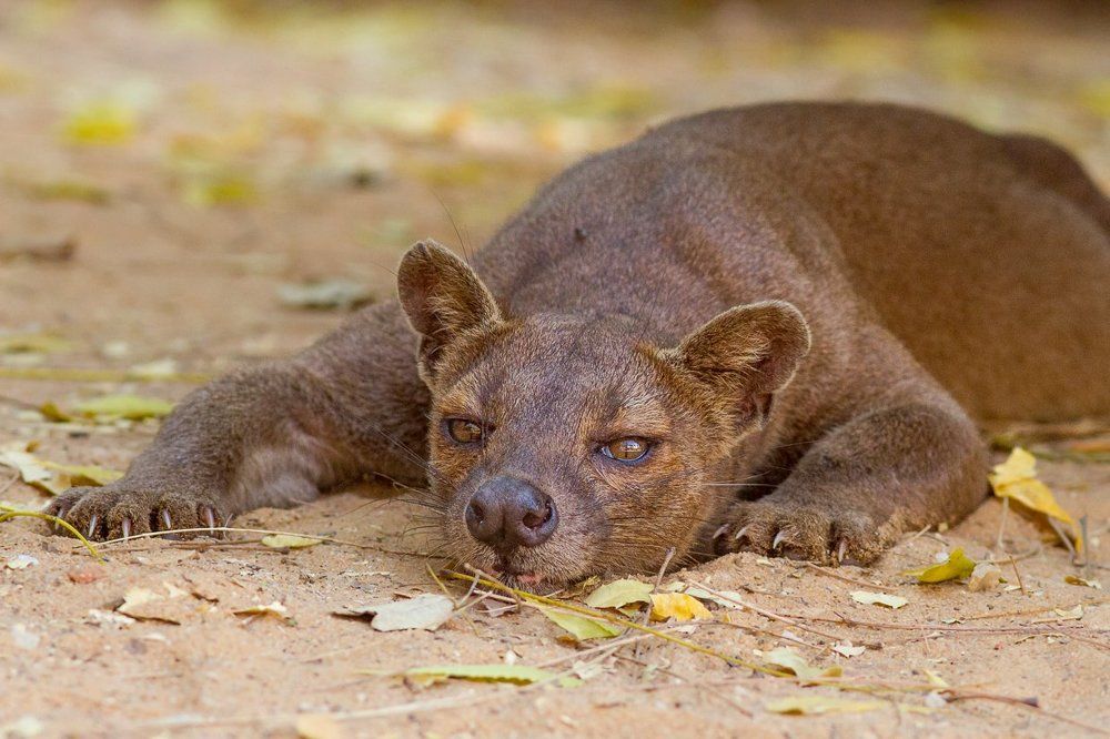 Фосса после ночной охоты